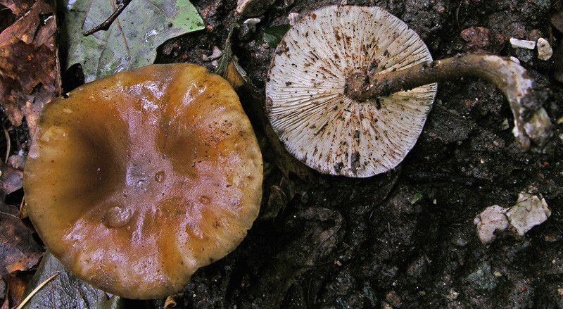 Risposte griglia 2 (marted� 29 maggio)